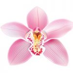 resize orchid